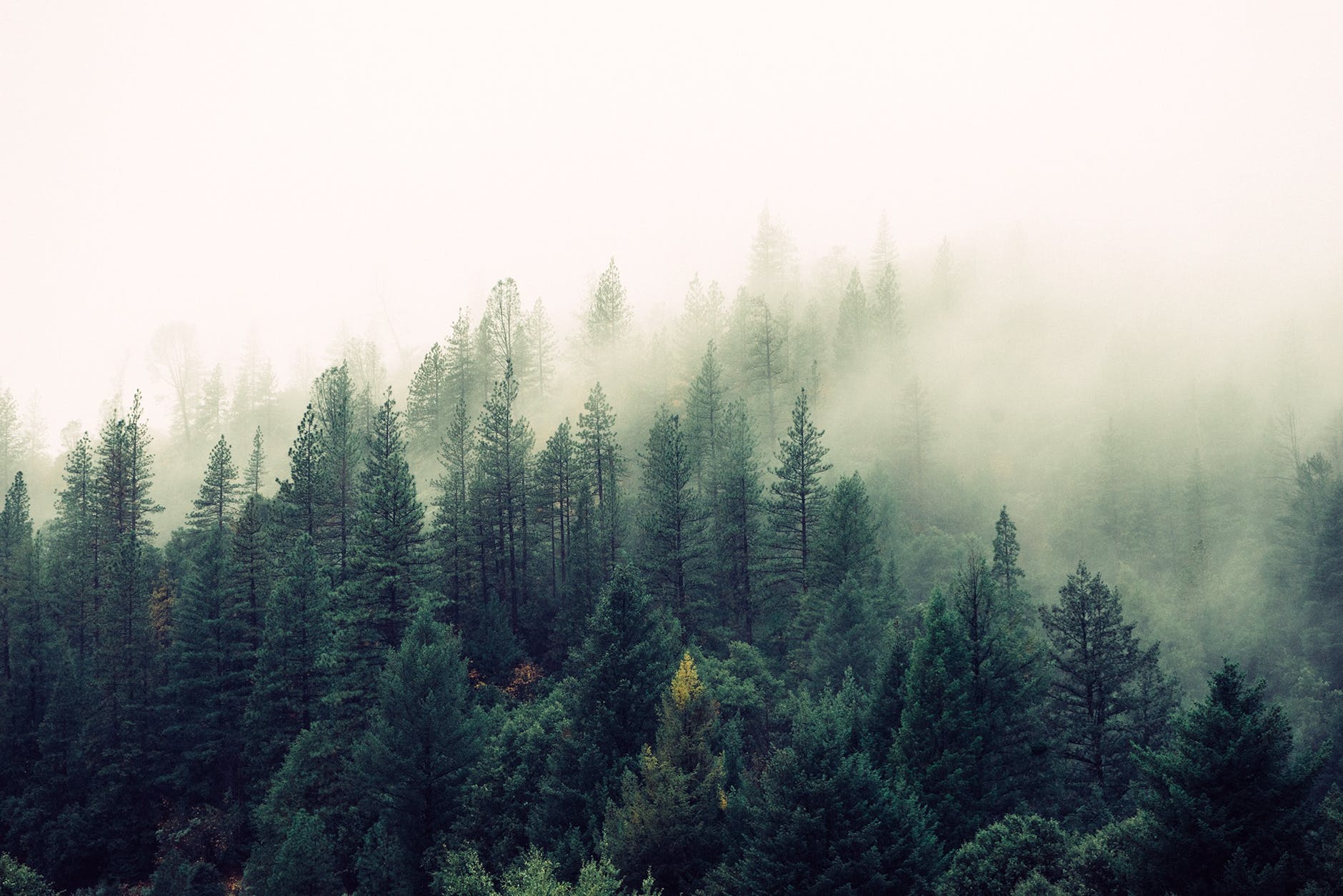 nature-forest-trees-fog.jpeg